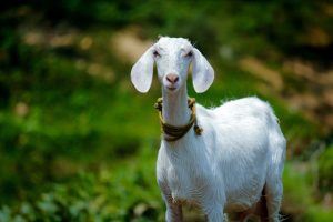 sedekah qurban