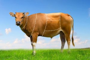 Pengertian, Hukum dan Aturan Patungan Qurban Sapi