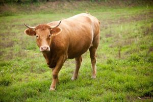 Sapi berwarna coklat untuk kurban