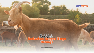 kambing sebagai hewan kurban sedang berdiri di tengah peternakan