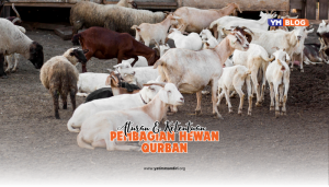 Sekumpulan kambing berwarna putih
