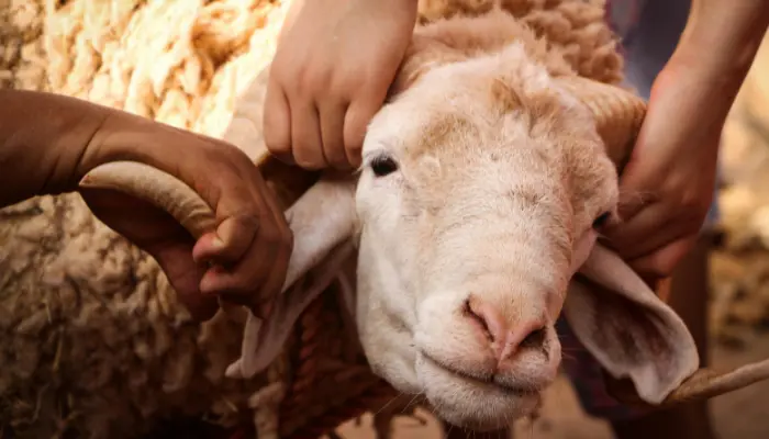 qurban atas nama orang tua