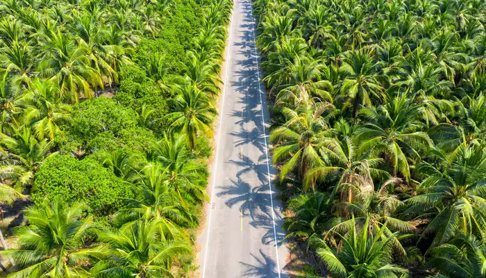 jalan aspal sempit dengan sisi kanan dan kiri dipenuhi pohon kelapa sawit